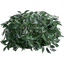 葉